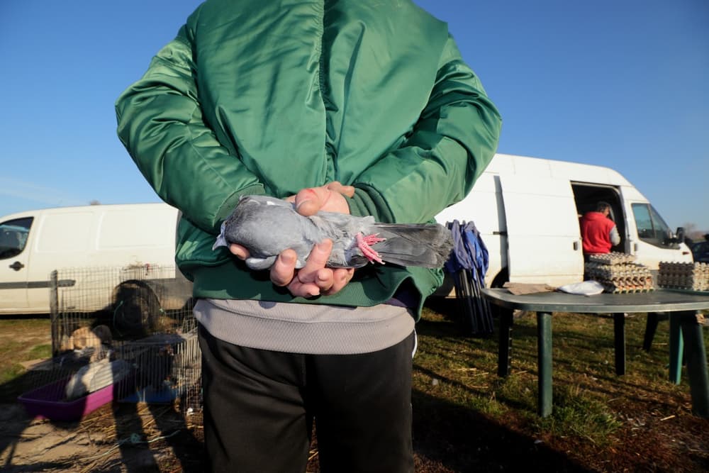 The Flea Market in Dolni Bogrov, photograph 7